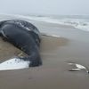 Photos: Humpback Whale Found Dead On Rockaway Beach